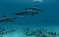 Dolphins 3D Screensaver and Animated Wallpaper 1.0 Build 3 Rus